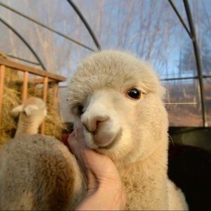 Meet your Posher, Mika